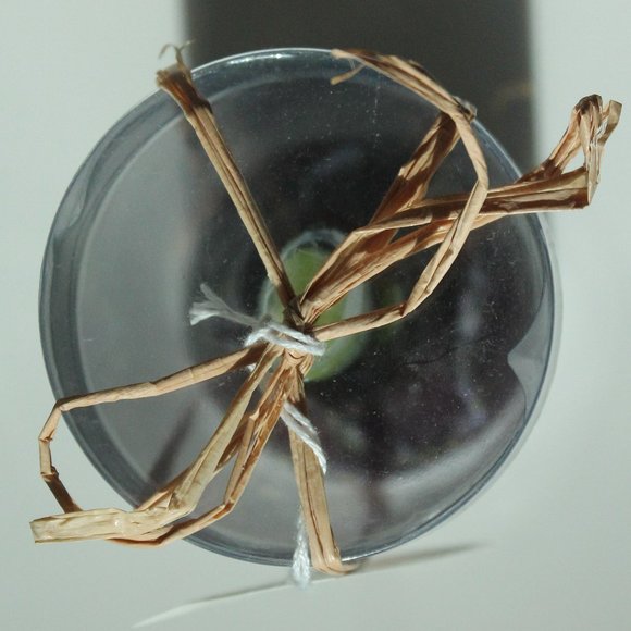 [D&T] "Rosemary & Time" Realistic Flower Bulb Candle - Picture 5 of 9